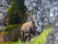 Ein Steinbock beäugt uns neugierig in der Silberkarklamm